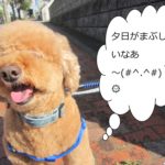 散歩中トイプードル