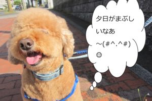 散歩中トイプードル