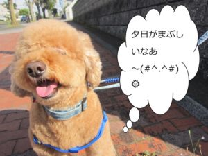 散歩中トイプードル