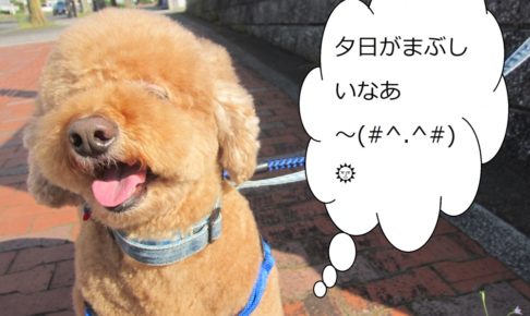 散歩中トイプードル