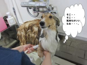シャンプー中シェルティー