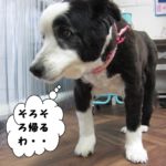 えっへんコリー