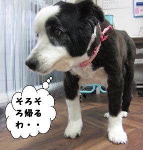 えっへんコリー