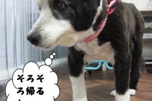 えっへんコリー