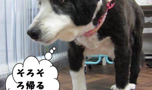 えっへんコリー