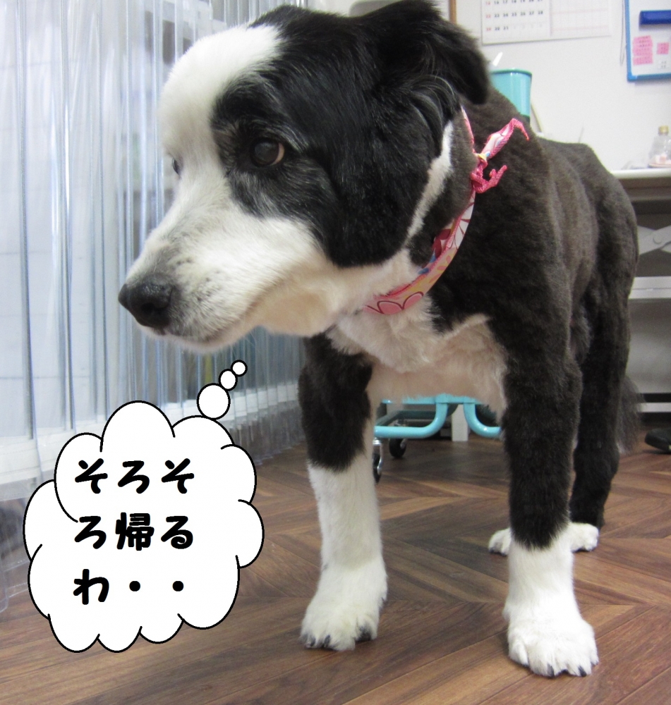 えっへんコリー