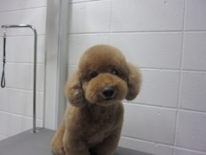 施術後トイプードル