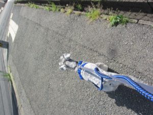お散歩中Mシュナ
