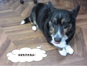 施術後コーギー