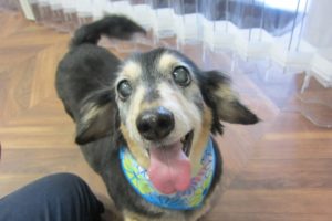 笑顔ミニチュアダックス