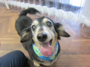 笑顔ミニチュアダックス