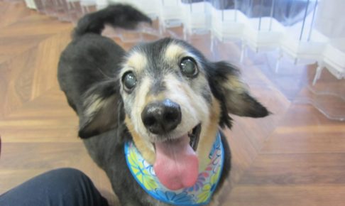 笑顔ミニチュアダックス