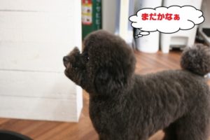 施術後トイプードル