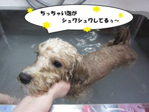 スパ中ミックス