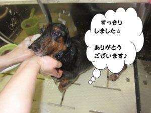 シャンプー中ミニチュアダックス