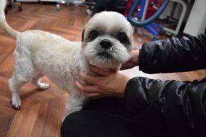 施術後シーズー