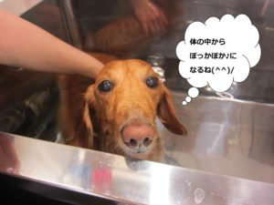 スパ中ミニチュアダックス