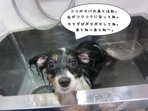 施術後パピヨン