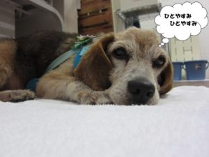 施術後ビーグル