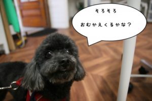 施術後トイプードル