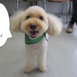 正面トイプードル