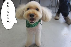 正面トイプードル