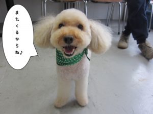 正面トイプードル