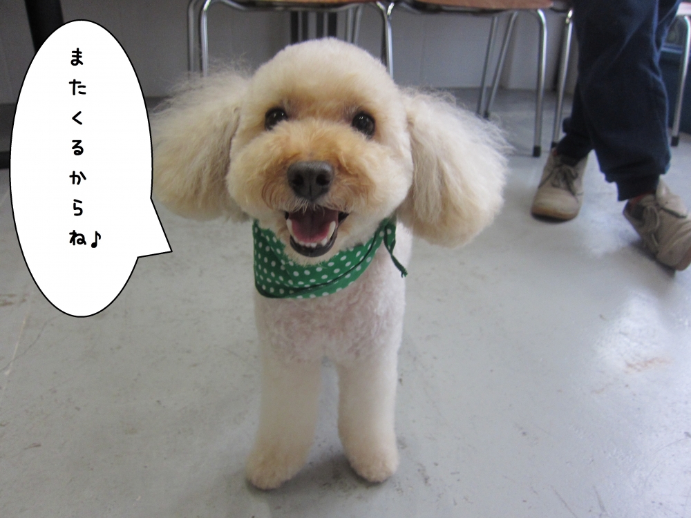 正面トイプードル