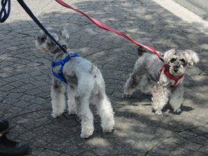 お散歩中Mシュナ