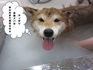 スパ中柴犬
