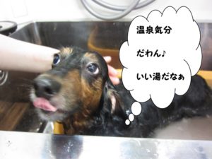 スパ中カニンヘンダックス