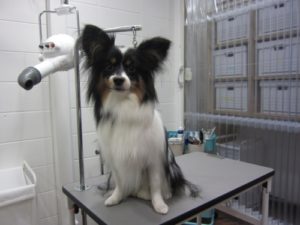 施術後パピヨン