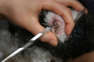 耳掃除中Mシュナ