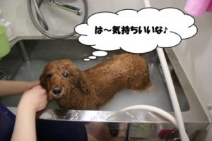 スパ中ミニチュアダックス