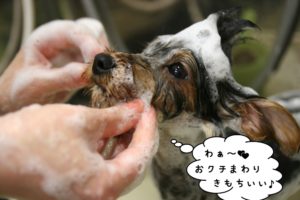 シャンプー中ヨーキー