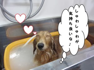 スパ中ミニチュアダックス