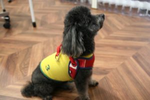 施術後トイプードル