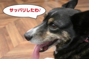 施術後コーギー