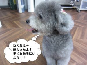 横顔トイプードル