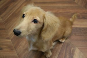 施術後ミニチュアダックス