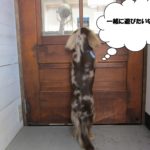 後ろ姿ミニチュアダックス