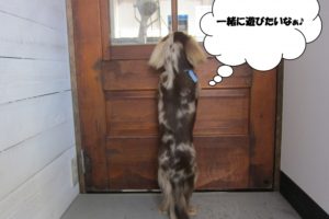 後ろ姿ミニチュアダックス