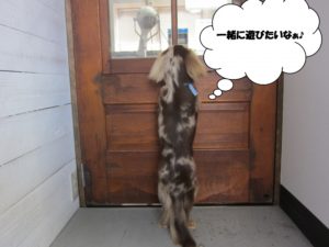 後ろ姿ミニチュアダックス