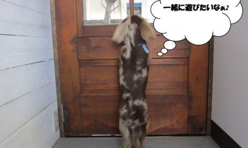 後ろ姿ミニチュアダックス