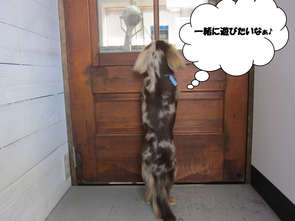 後ろ姿ミニチュアダックス