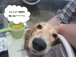 シャンプー中ミニチュアダックス