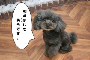 施術後トイプードル