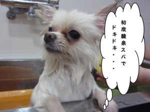 スパ中ポメラニアン