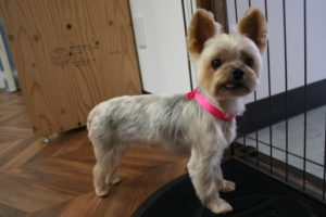 施術後ヨーキー