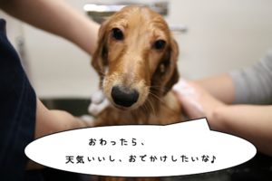 シャンプー中ミニチュアダックス